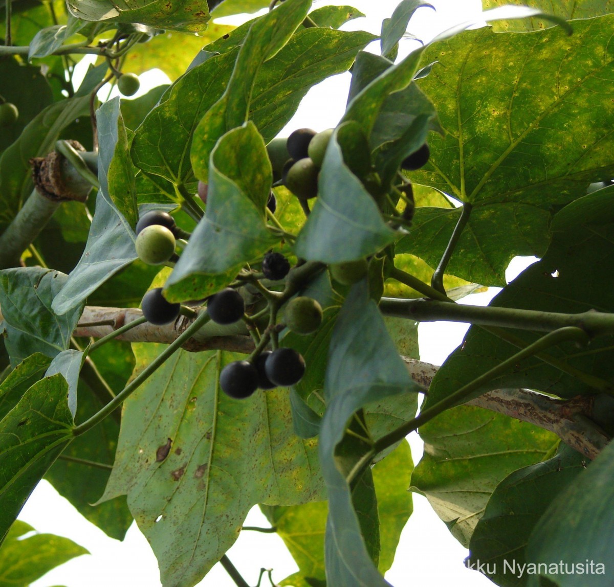 Cissus heyneana Steud.